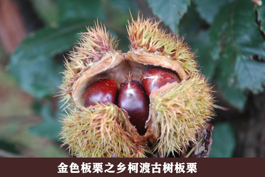 开云体云app(中国)官方网站
